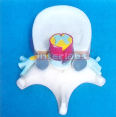 HUMAN THORACIC VERTEBRAE MODEL WITH SPINAL CORD